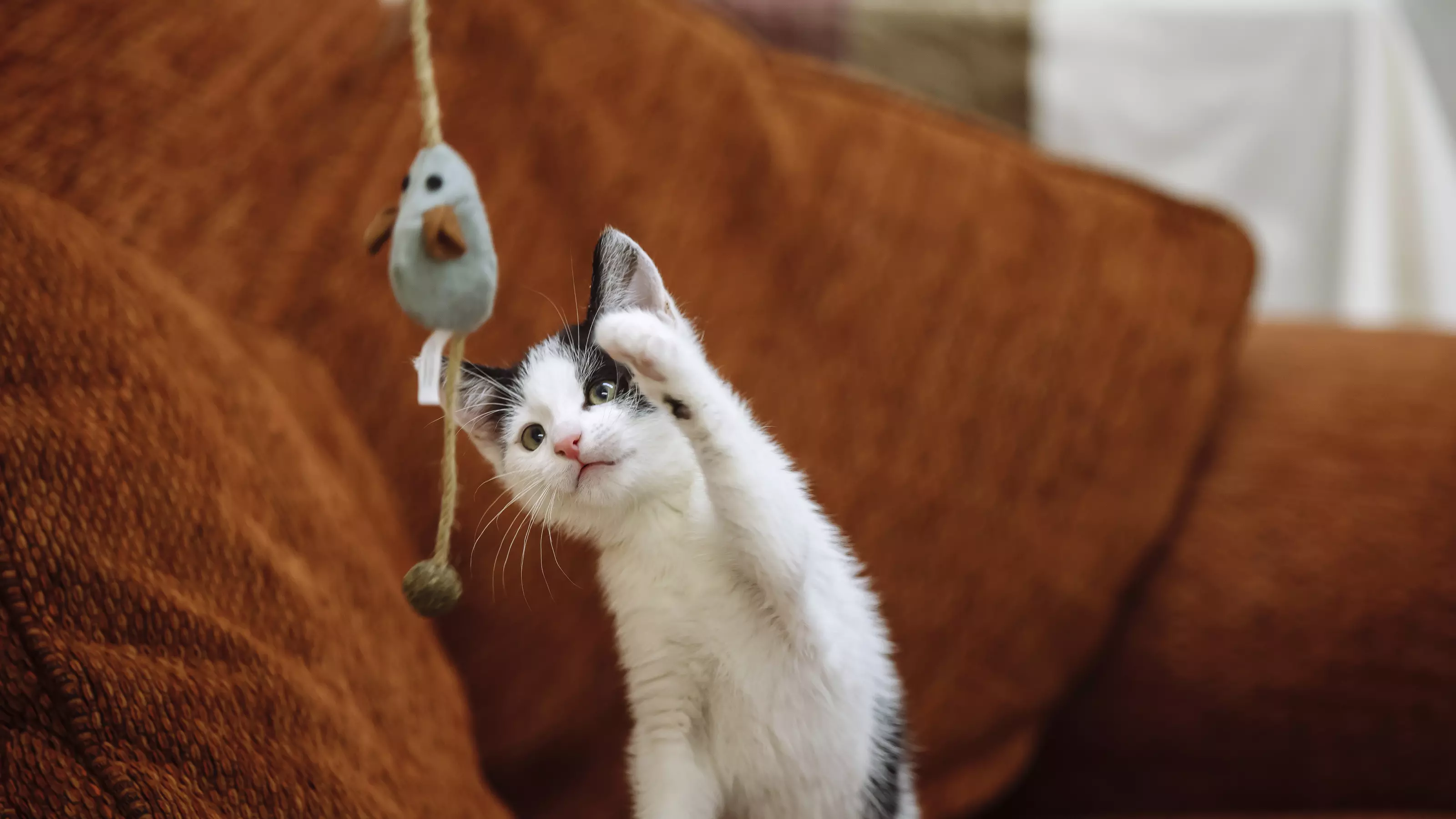 How to play with your kitten Blue Cross